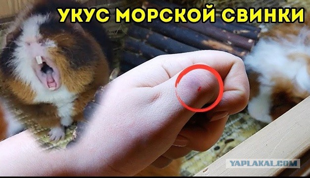 Жертва домашнего Василия