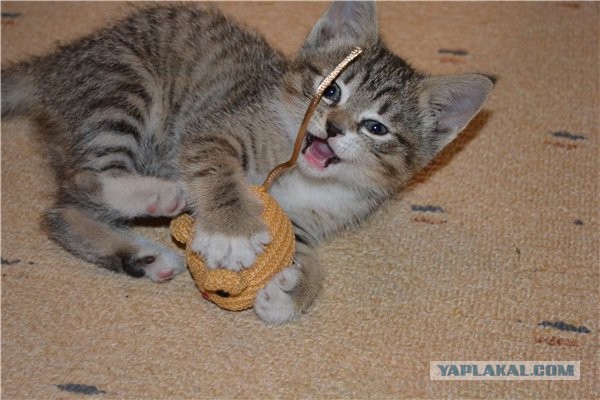 Котовторник 04.06.2013