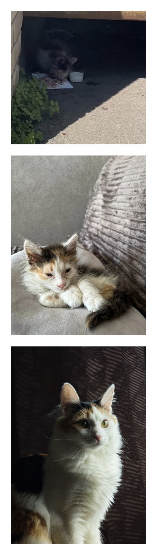Котовторник!