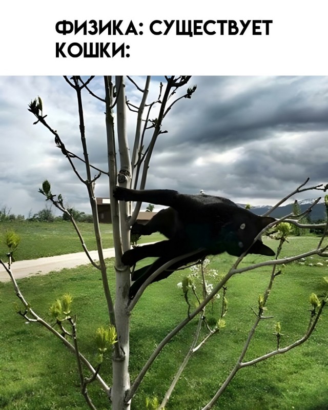 К котовторнику: подборка картинок-баянов с котиками и про котиков. Выпуск 11