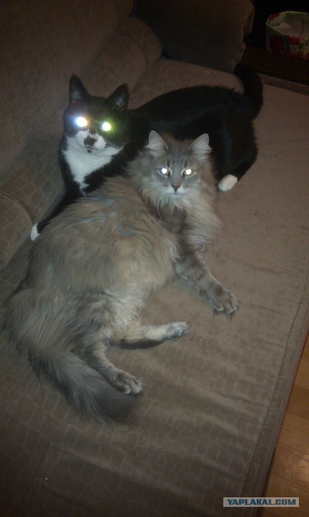 Котовторник 25.02.2014