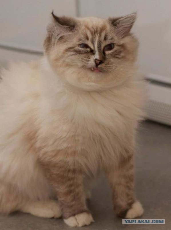 Котовторник 25.02.2014