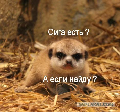 Сурикат Алёшенька