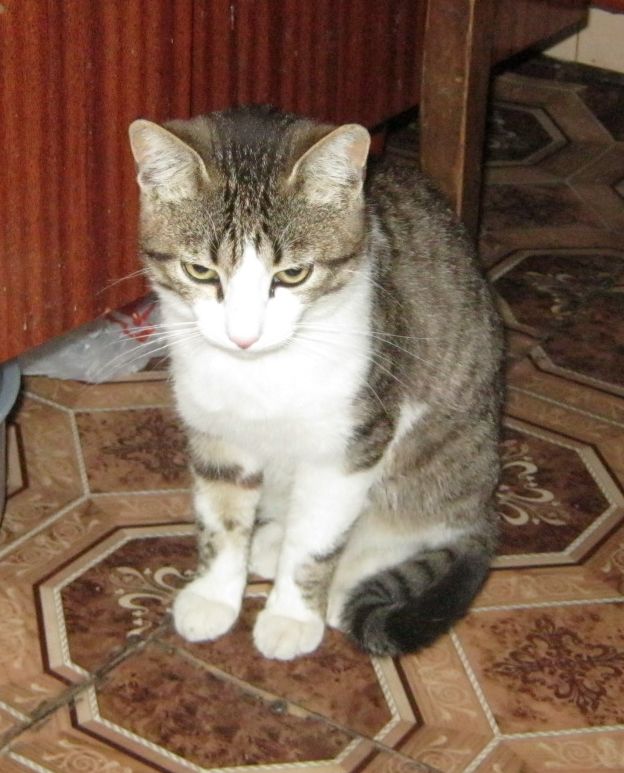 Котовторник  08.04.2014