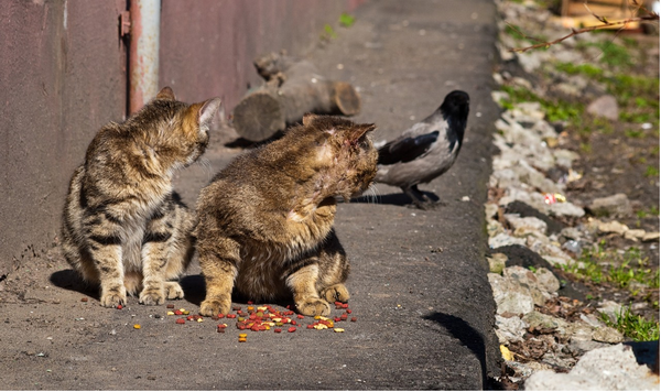 Котовторник 27.5.2014