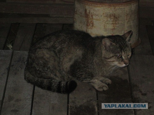 Котовторник 10.06.2014