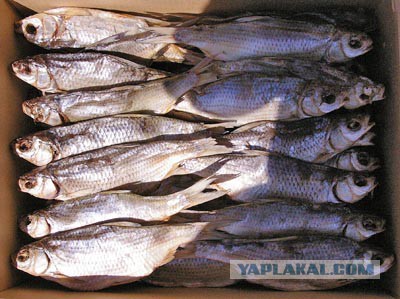 Выгодно покупаем креветки