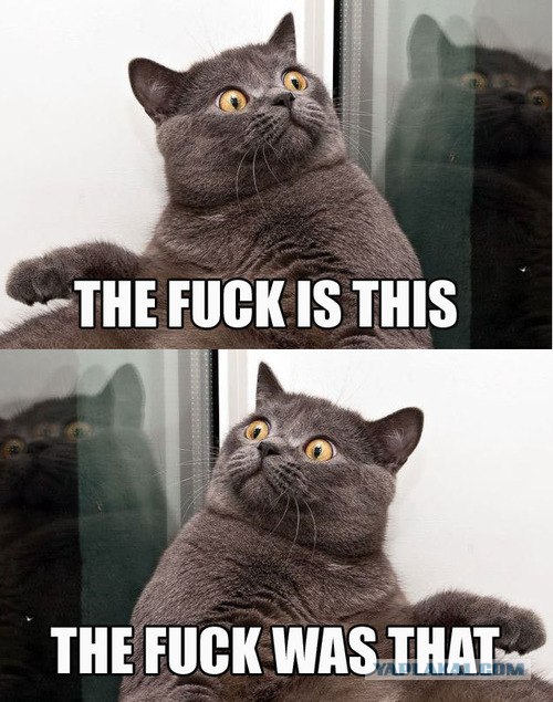 Что видят коты на самом деле