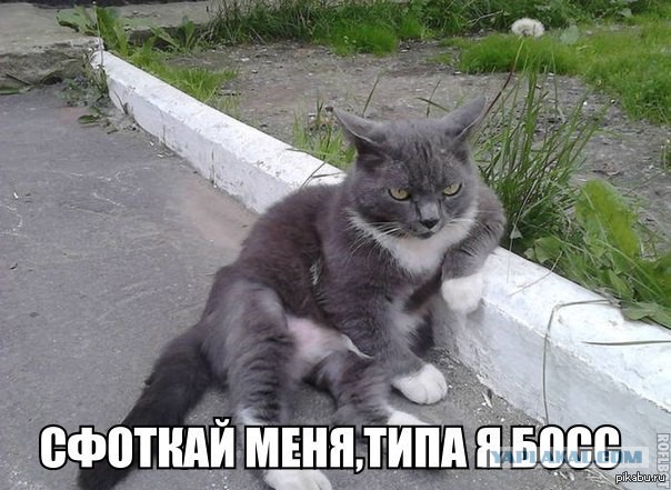 Кот - БОСС