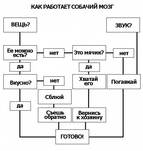 Как работает собачий мозг