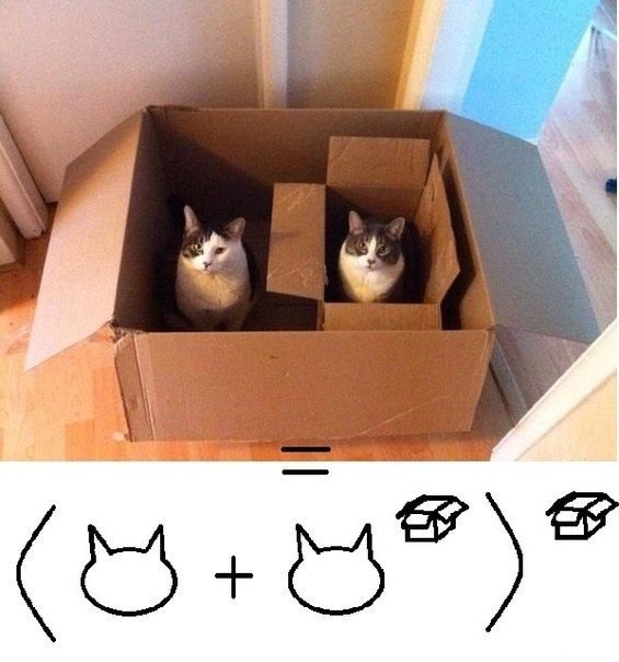Почему кошки обожают коробки?