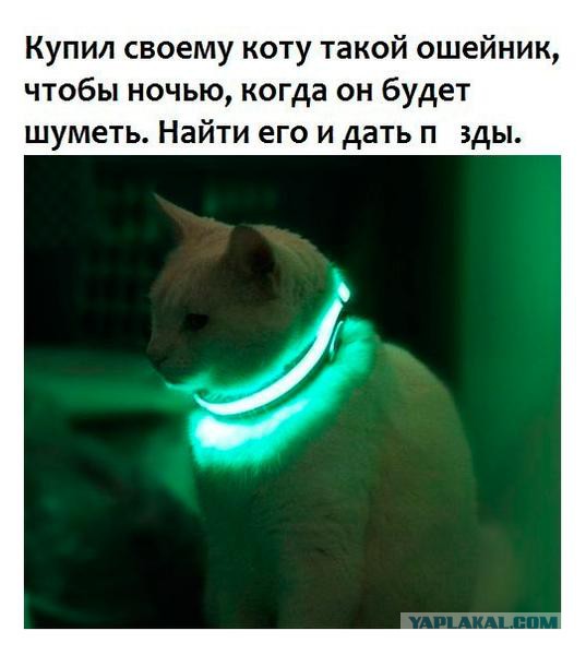 Если кот мешает и нужно его занять надолго
