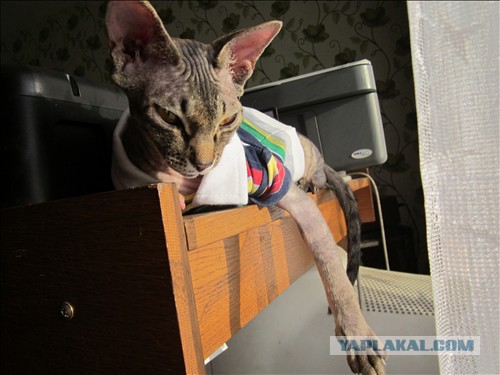 Котовторник