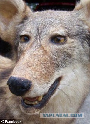 Чучело лисы