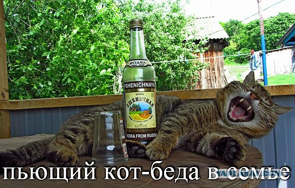 41 веселая картинка