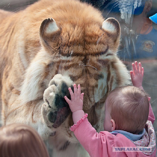 Настоящие Дикие Кошки