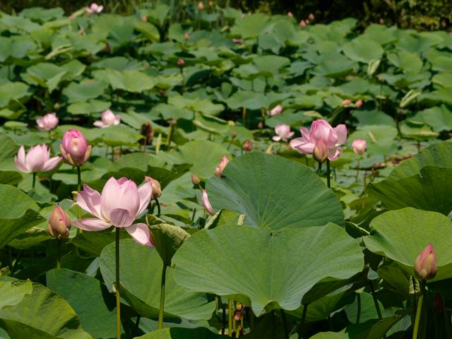 Деревенская Америка
