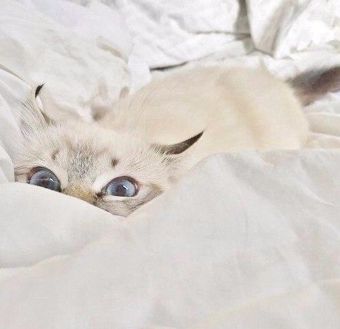 Котовторник 13.10.2015
