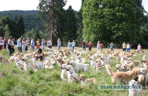 Собакочетверг же, ау!