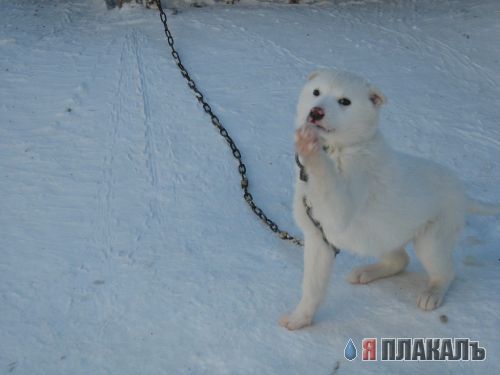 СОБАКИ и ЩЕНКИ. Все про собак!