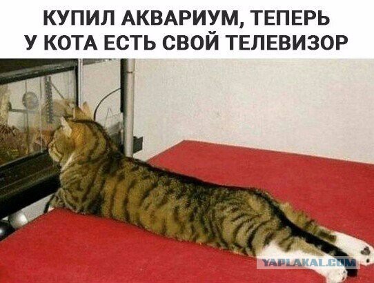 Картинки из ваших интернетов