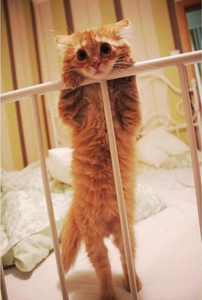 Коты из сети