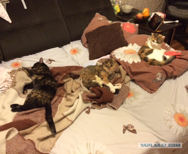 Котовторник 14.03.2017