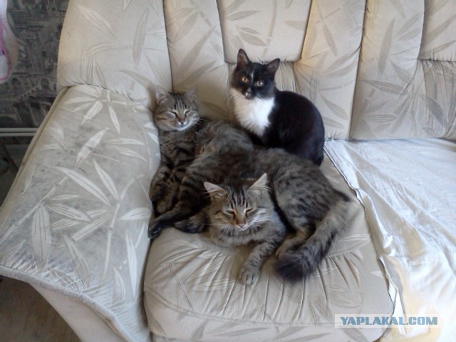 Котовторник 25.04.2017