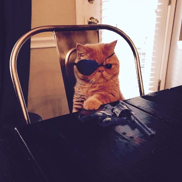Коты и Кошки
