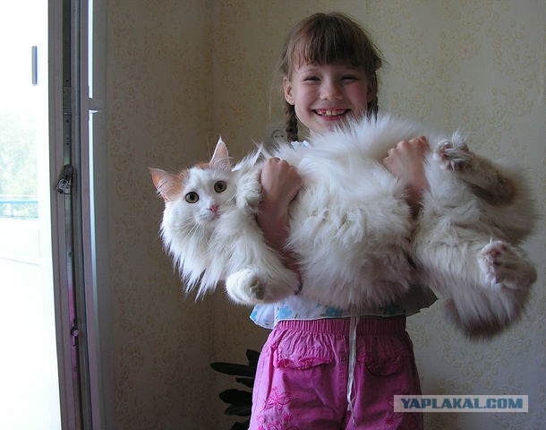 Кот и человек