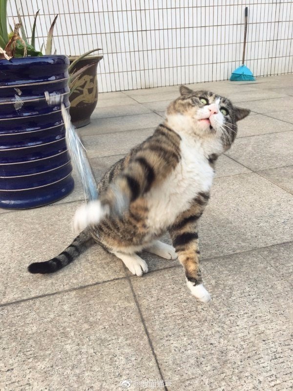 Коты и Кошки