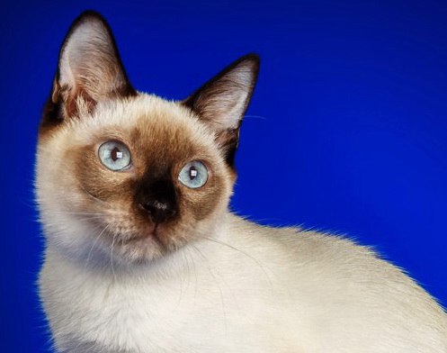 Коты и Кошки
