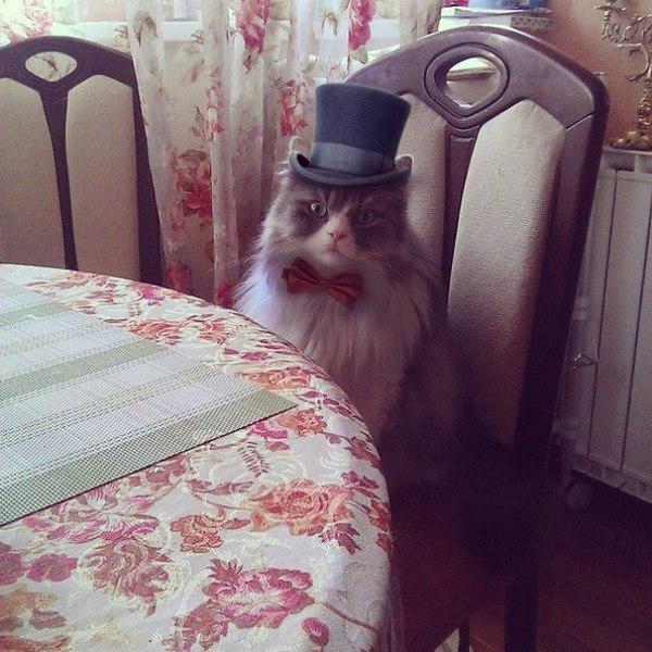 20 шикарных фотографий, в которых вся суть котов