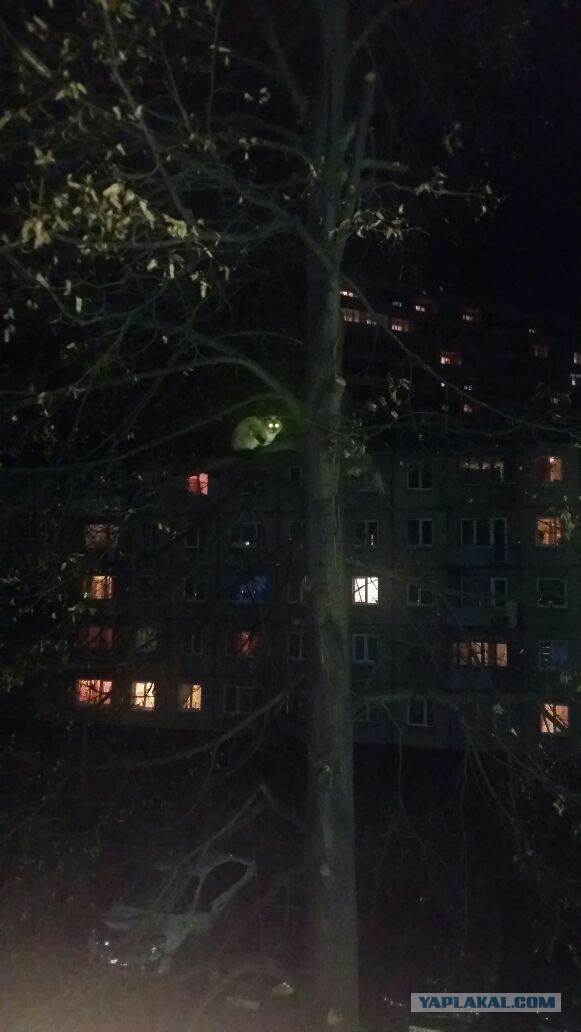 Сатана, а не кот!