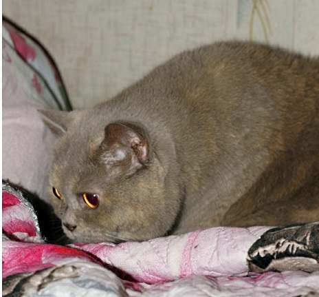 Котовторник 28.11.2017