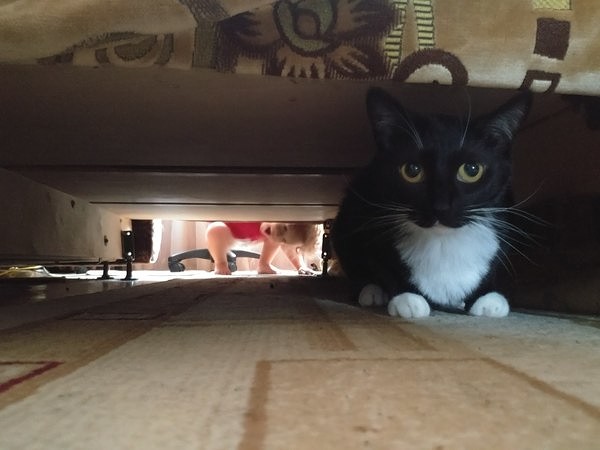Коты и Кошки