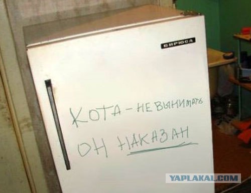 Одной семье повезло с котом