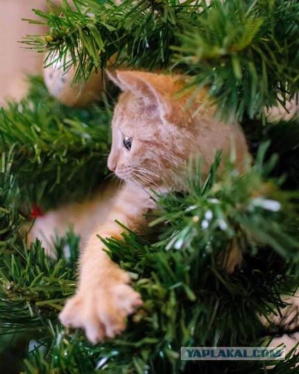 Котовторник 9.01.2018