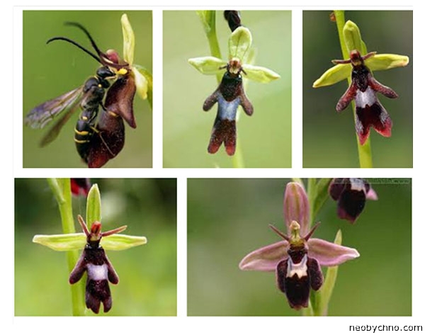 Растения, которые притворяются животными