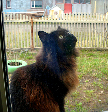 Котовторник