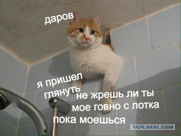 Юмор не для всех