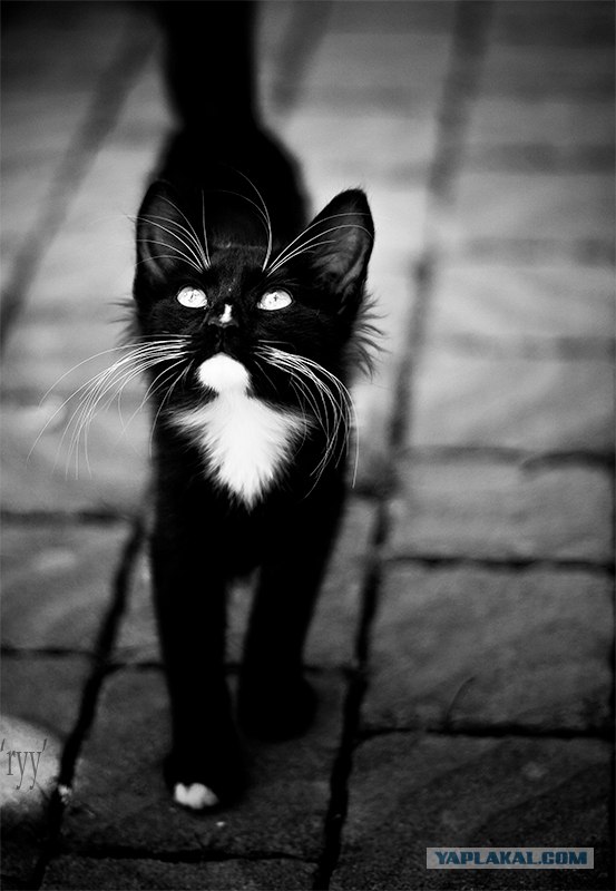 Уррааа! Котомет на ЯПлакалъ.