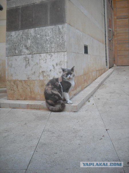 Котовторник начался
