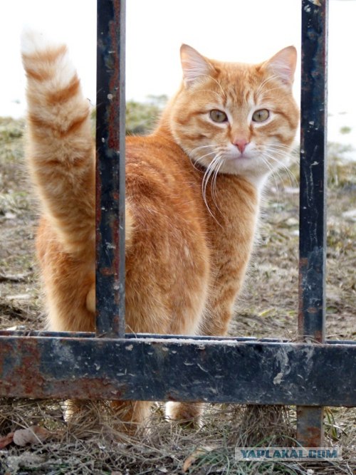 Начинаем котовторник!