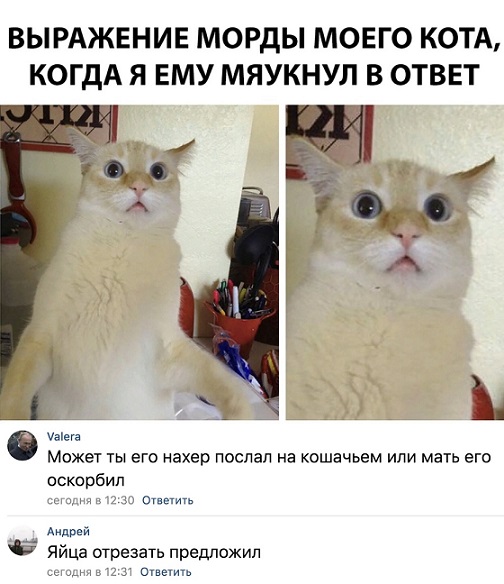 Прикольные комментарии и высказывания из Сети 24.10.2018