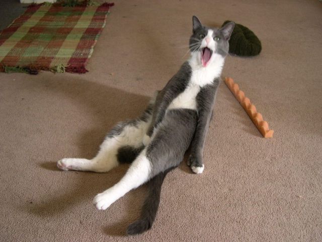 Первый котовторник июля