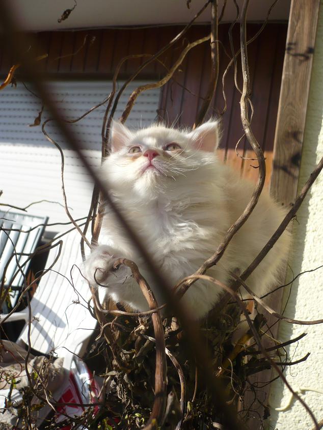 Котовторник!