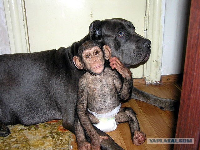 Собака усыновила дитеныша шимпанзе