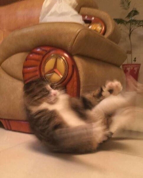 Прикольных котов пост