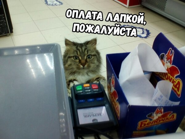 Прикольных котов пост
